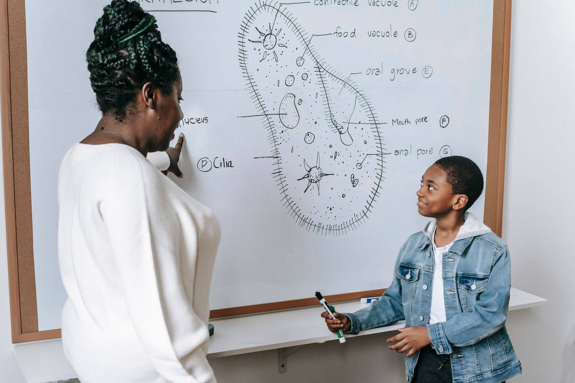 A boy in a denim jacket works through a cell diagram on a whiteboard while his teacher looks on.